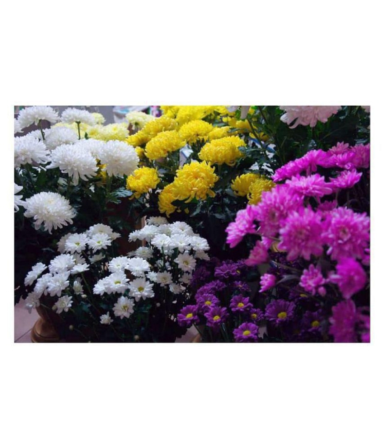 Chrysanthemum Morifolium Flower Plant 40 Seeds with growing cocopeat