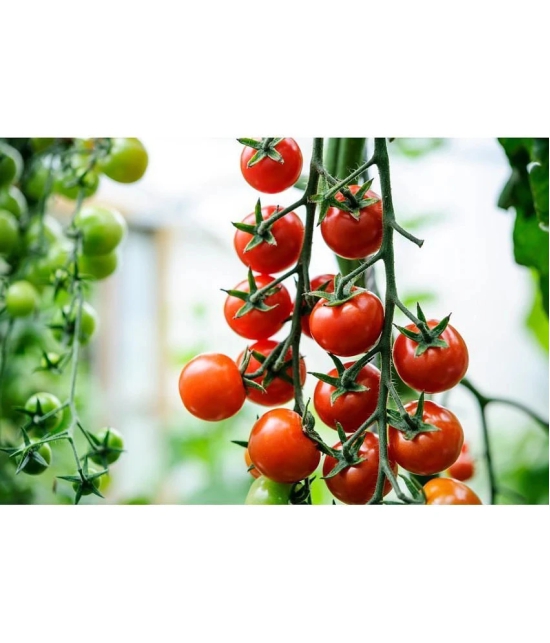 homeagro - Tomato Vegetable ( 100 Seeds )