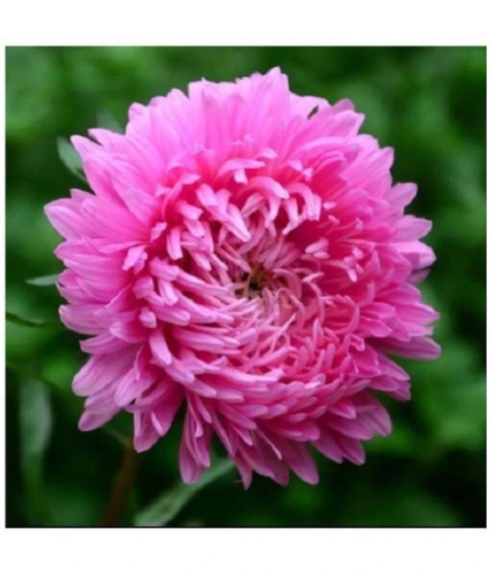 Original package of Rare Pink Chrysanthemum flower 40 seeds