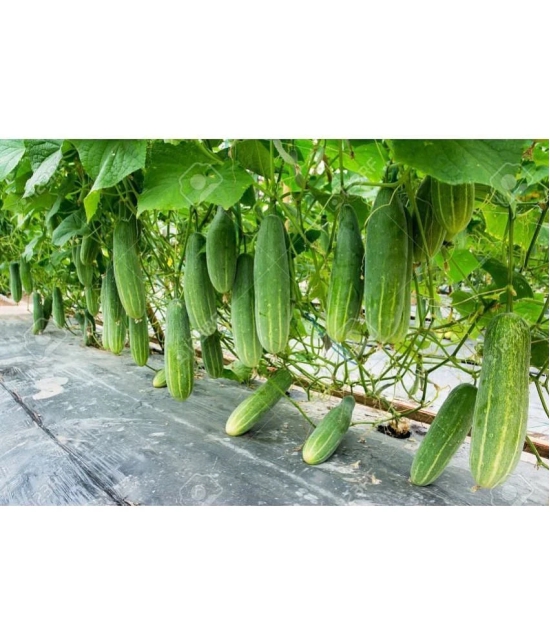 Cucumber Seeds For Home & Kitchen Gardening | Pack of 50