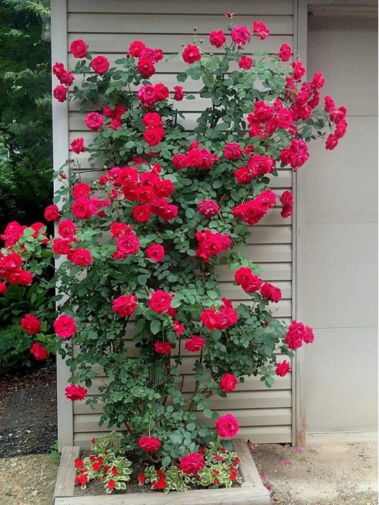 Azalea Gardens Rose Flower Seeds Red Climbing Rose 20 Seeds Pack + Instruction Manual Inside Package