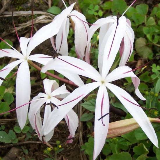 Crinum Amoenum (Bulbs)-3