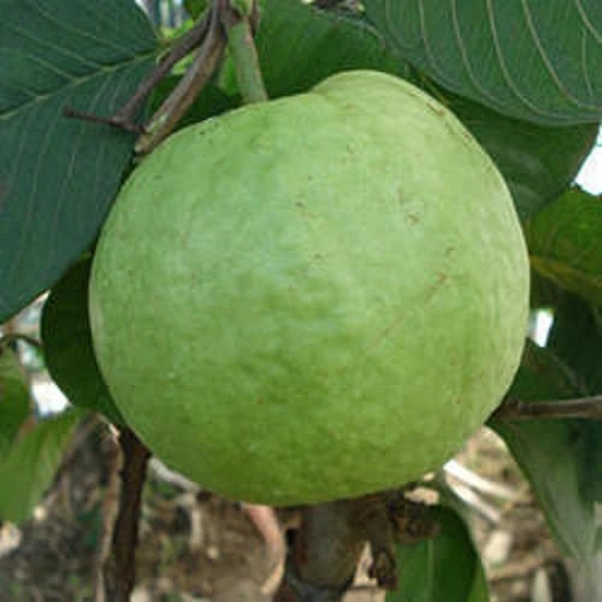 Allahabad Safeeda Guava Fruit  Plant