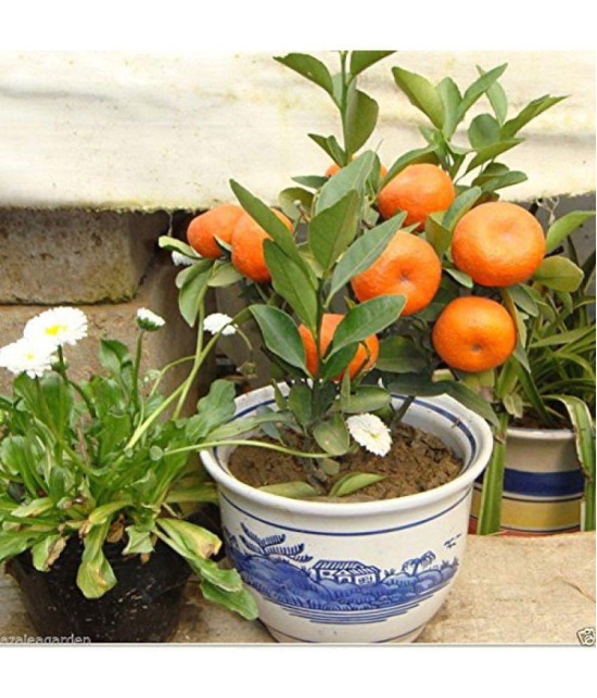 10Pcs Edible Fruit Mandarin Citrus Orange Bonsai Tree Seeds Plants Home Garden