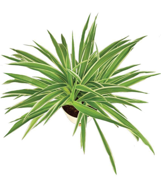 UGAOO Spider Indoor Live Plant - Medium