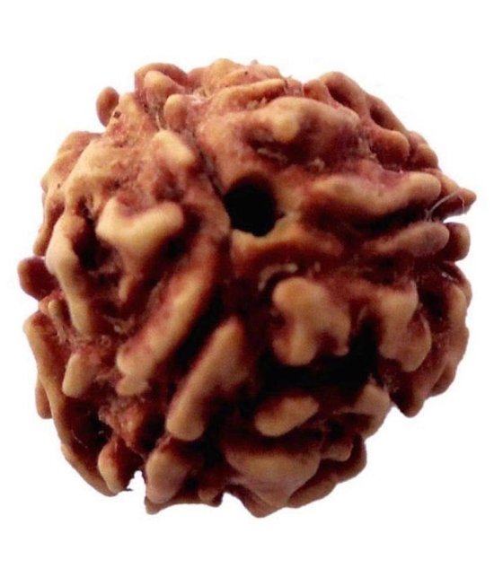 PAYSTORE Rudraksha Pack of 1