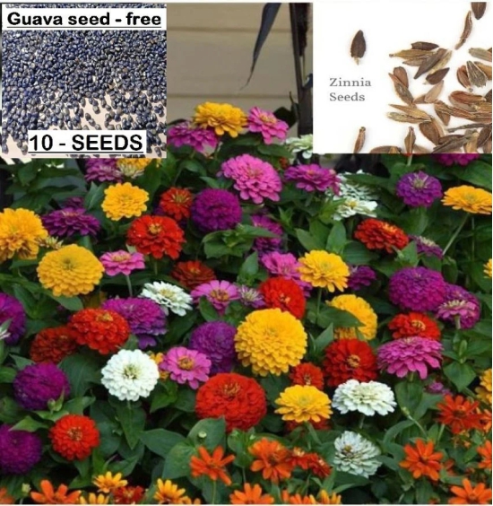 homeagro - Zinnia Mixed Flower ( 25 Seeds )