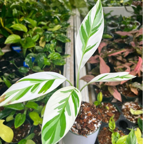 Variegated Banana Musa Albo