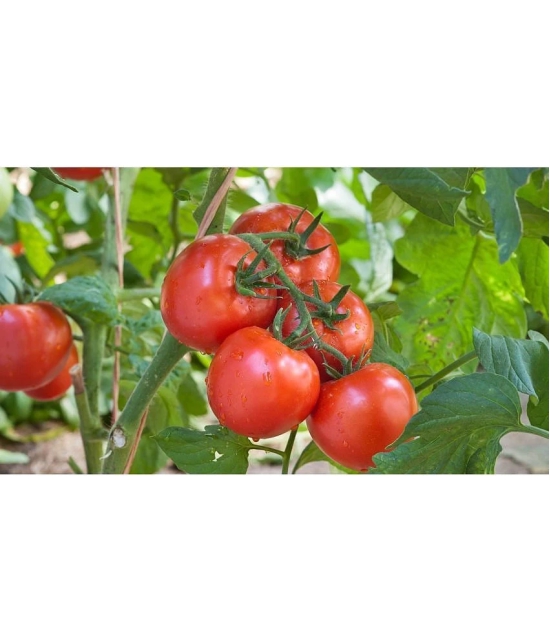 homeagro - Tomato Vegetable ( 100 Seeds )