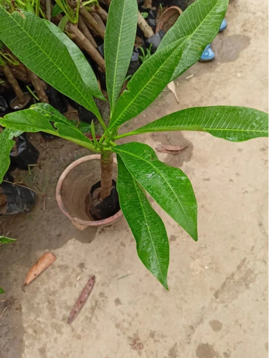 Plumeria Flowers Plant(Yellow)For Gardening