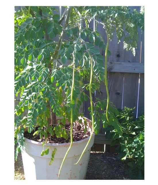 ROYAL PARADISE GARDEN PKM2 Rare Moringa oleifera Long Drumstick High Yielding 20 Seeds