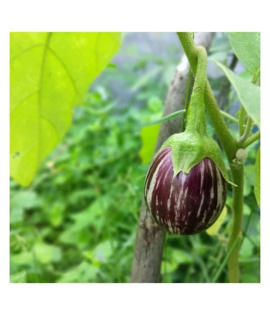 FLARE SEEDS Brinjal Seeds - 100 Exotic Seeds