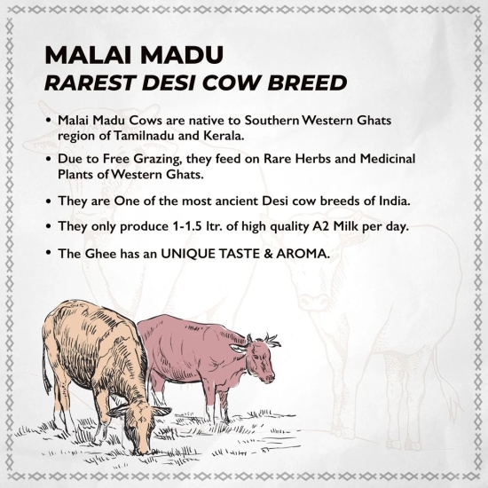 LeOrganics A2 Cow Ghee 1000 Ml | Re-Fill Pack | Curd - Churned | 5 Step Vedic Process | Churning By Bilona Method | Malai Madu Cow - Pure Indian Breed | Free Grazing Cows | GMO Free