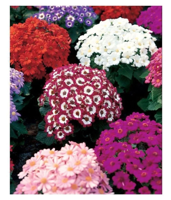 R-DRoz Cineraria Flowers Mixed Colour Fine Quality Seeds - Pack of 50 Premium Exotic Seeds