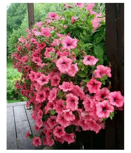 Petunia Flower Seeds - 100 Seeds Pack