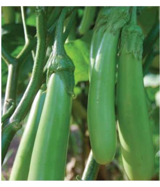 Brinjal Seeds Pusa Green Long , Green Seeds For home Garden