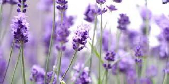 Fragrance Oil Lavender-1L / Pure