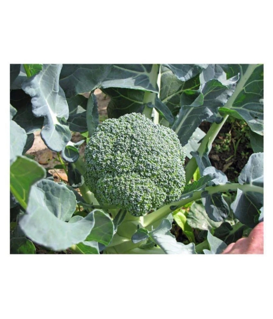 hybrid broccoli seeds with 100 grams of growing soil