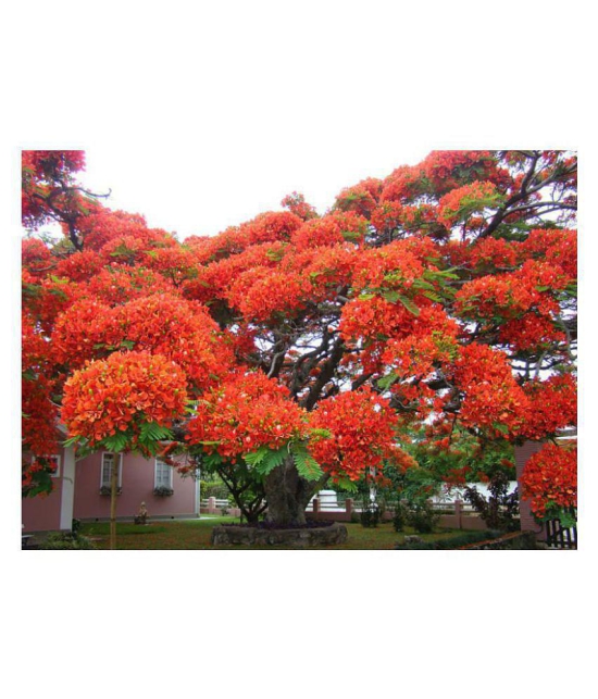 SHOP 360 GARDEN Delonix regia, Gulmohar, Flamboyant, Flame of the forest, Royal Poinciana Flowering Tree Seeds - Pack of 10 Seeds