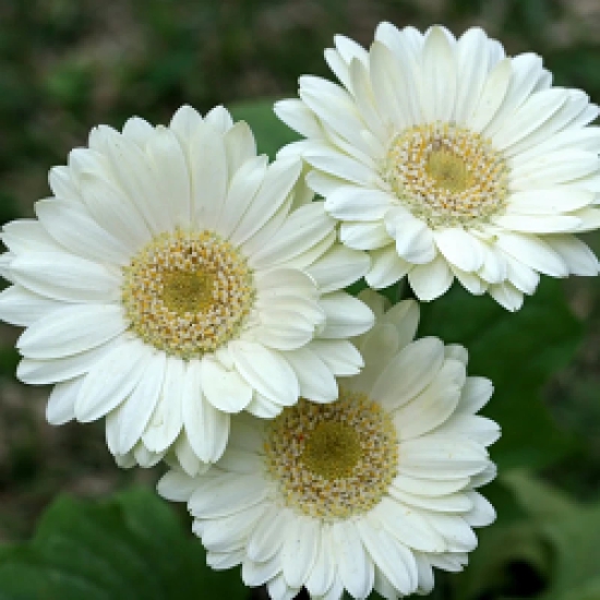 Gerbera  Perennial Flower Plant (white)