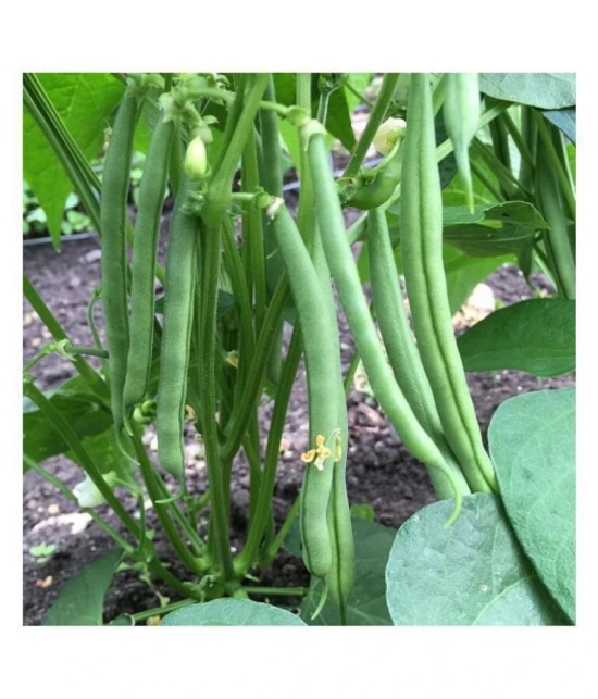 Green india vegetables frens beans hybrid ( 50 - seeds )