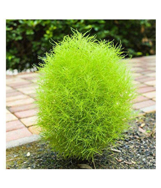 CLASSIC GREEN EARTH Kochia f1 Green Grass Ball Flower Hybrid Seeds For Home Gardening Planting with growing cocopeat | Pack of 50 Seeds