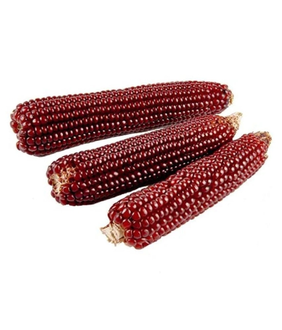 High Germination Red Corn (maize) Traditional Seeds - ( 50 seed )