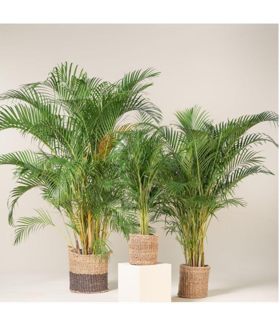 ARECA PALM ORNAMENTAL AIR PURIFYING INDOOR OUTDOOR TREE 5 SEEDS PACK WITH FREE COCOPEAT POTTING SOIL AND USER MANUAL FOR TERRACE AND HOME GARDENING CHEAP RATE ON SNAPDEAL