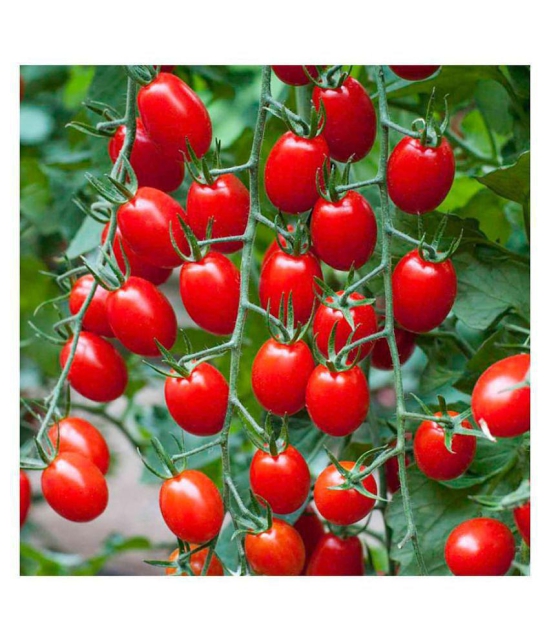 Hybrid Cherry Tomato Organic seed  - 50