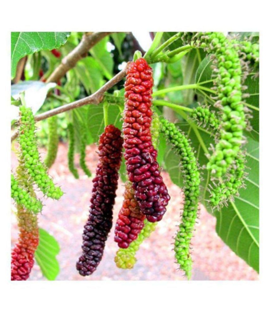 STOREFLIX LONG MULBERRY 50 SEEDS WITH MANUAL