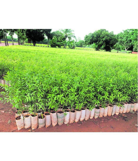 Recron Seeds - Sandalwood Plant ( 10 Seeds )