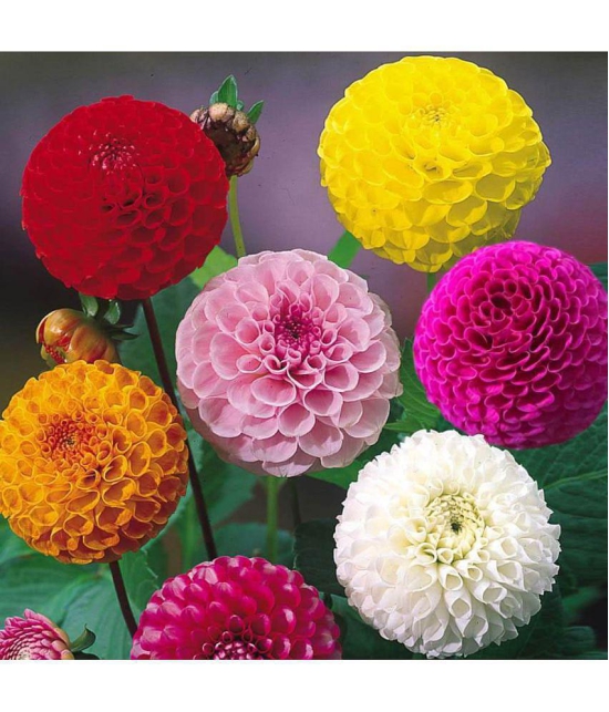 HN organic seed - Dahlia Mixed Flower ( 25 Seeds )