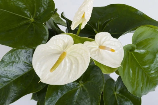 Lovely White  Anthurium Flower Plant