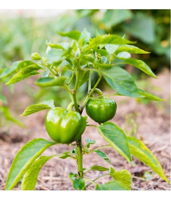 Green capsicum hybrid vegetable seeds (50 seeds)