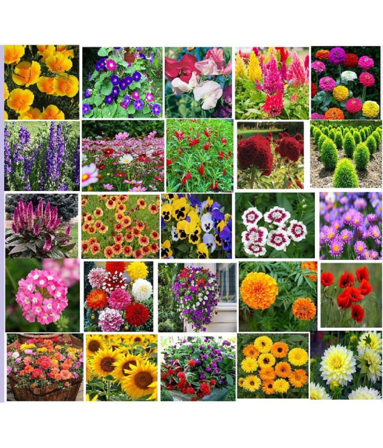 GLOBAL STORE - Mixed Flower ( 1000 Seeds )