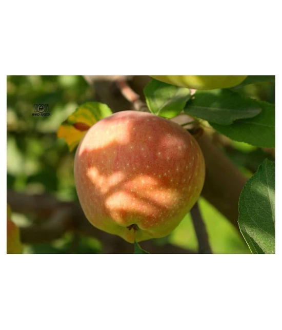 Apple Seeds - 10 Seeds Pack