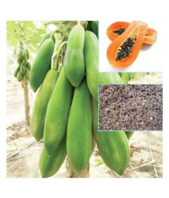 PAPAYA SEEDS- RED LADY HYBRID -100 SEEDS-