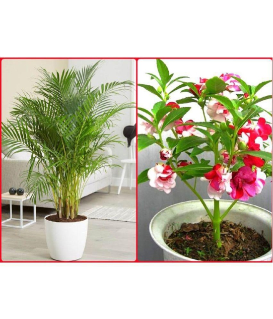 Seeds Combo - Areca Palm Plant (5 Seeds) and Balsam flower (20 seeds)