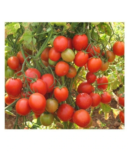 F1 HYBRID INDIAN TOMATO 100 SEEDS