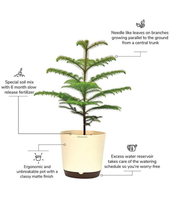 UGAOO Indian Christmas Tree Indoor Live Plant with Pot