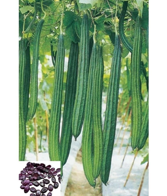 homeagro Ridge Gourd (Toree) Vegetable ( 20 Seeds )