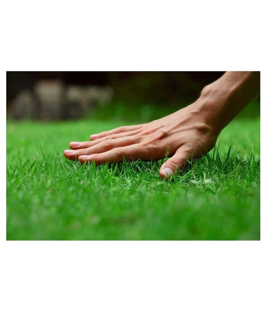 Italian RyeGrass F1 Hybrid Pack Of 500