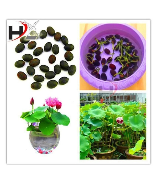 HL-Best Quality Lotus Flower Seeds Mix Colors Seeds / Kamal Gatta Seed - Kamal Gata Seed For Home Garden Free Supporting & Instruction Manual