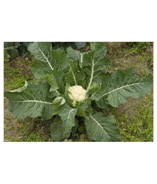 Cauliflower Desi Seeds Phool Gobhee Phool Gobhi Vegetables 100 Seeds (Nod)