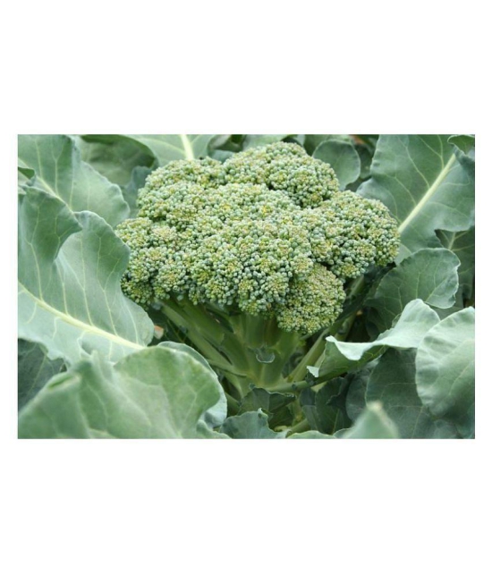 Broccoli Vegetable Seeds (Pack of 50 - seed )