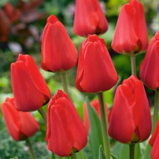 Tulip Fostery King Flower Bulb