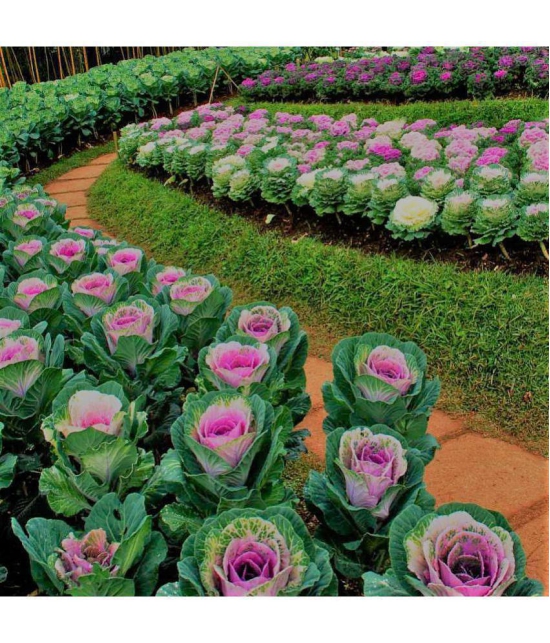 GARDEN ORNAMENTAL CABBAGE KALE FLOWER SEEDS - PACK OF 30 SEEDS