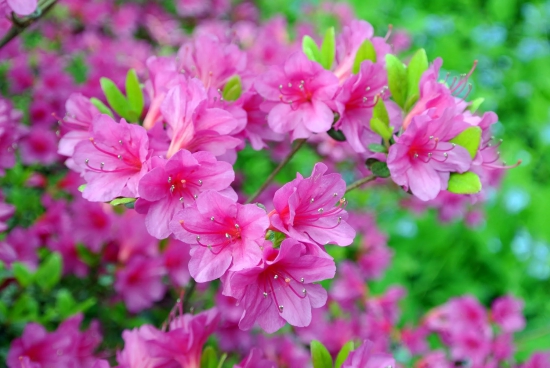 Azalea Flowers Plant For Gardening