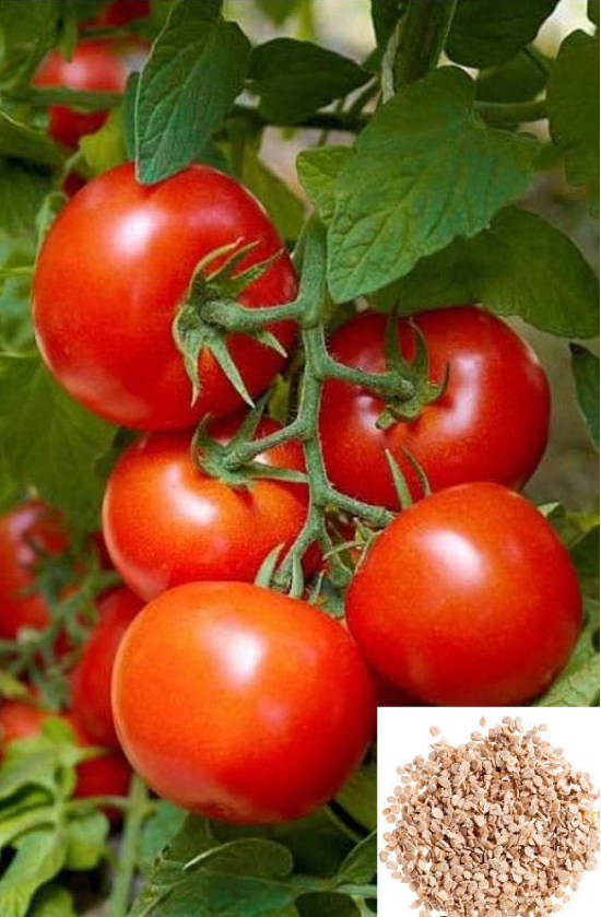 homeagro - Tomato Vegetable ( 50 Seeds )