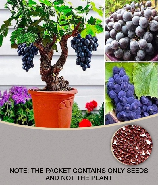 Grape Seeds Fruit Plant Seeds For Home Garden Kitchen Garden Fruit - 20 seed